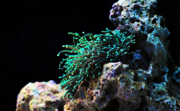 Zöld Euphylllia Fáklya Aussie Lps Korall — Stock Fotó