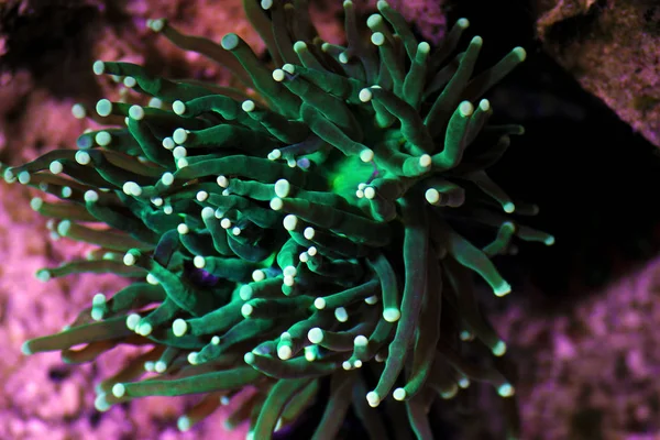 Gröna Euphyllia Torch Aussie Lps Korall — Stockfoto