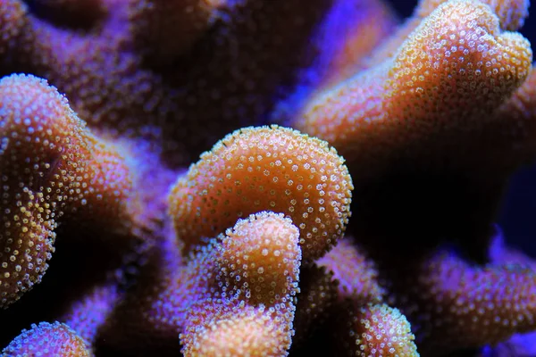 サルコヒトン軟サンゴのマクロ撮影 — ストック写真