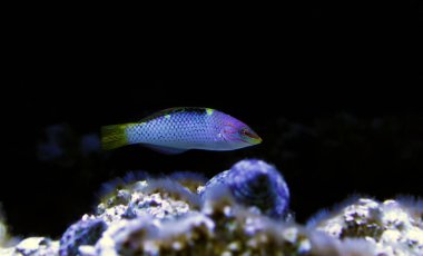 Mermer Hortulanus Wrasse - (Halichoeres hortulanus) 