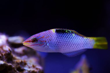 Mermer Hortulanus Wrasse - (Halichoeres hortulanus) 