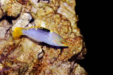 Mermer Hortulanus Wrasse - (Halichoeres hortulanus) 