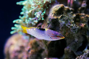 Mermer Hortulanus Wrasse - (Halichoeres hortulanus) 