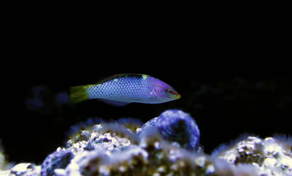 Mármore Hortulanus Wrasse Halichoeres Hortulanus — Fotografia de Stock