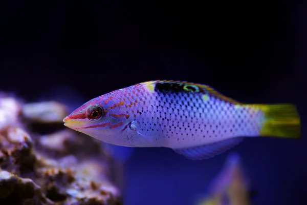 Marmeren Hortulanus Wrasse Halichoeres Hortulanus — Stockfoto