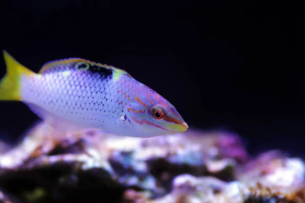 Mramor Hortulanus Wrasse Halichoeres Hortulanus — Stock fotografie