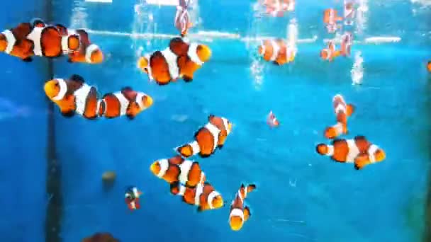 Peixes Palhaço Juvenis Família Nadando Aquário Recife — Vídeo de Stock