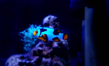 Resif akvaryum tankında eşsiz bir kar tanesi palyaçosu.