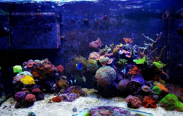 Droom Zoutwater Koraalrif Aquarium Tank — Stockfoto