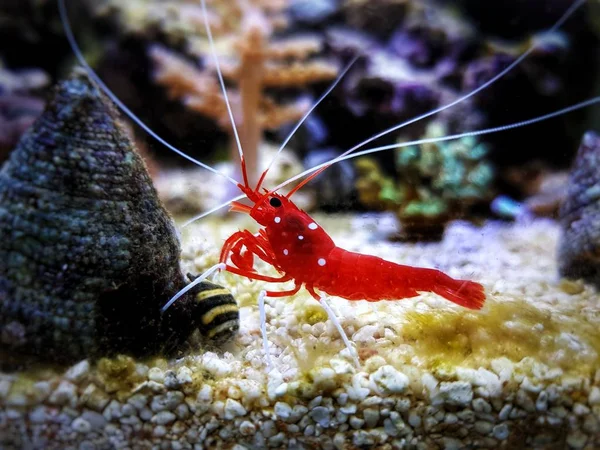 Crevettes Nettoyantes Eau Salée Red Blood Lysmata Debelius — Photo