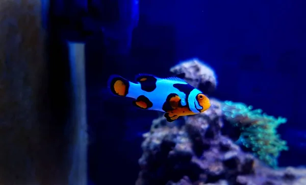 Unique Hybrid Snowflake Clownfishes Reef Aquarium Tank — Stock Photo, Image