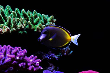 Kahverengi toz tang - Acanthurus Japonicus