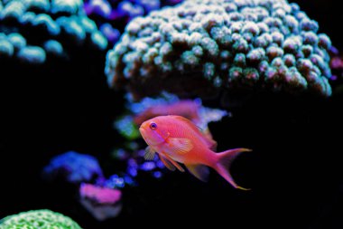 Lyretail Anthias coral fish - (Pseudanthias squamipinnis)  clipart