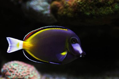Kahverengi toz tang - Acanthurus Japonicus