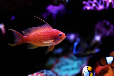 Lyretail Anthias coral fish - (Pseudanthias squamipinnis)  clipart