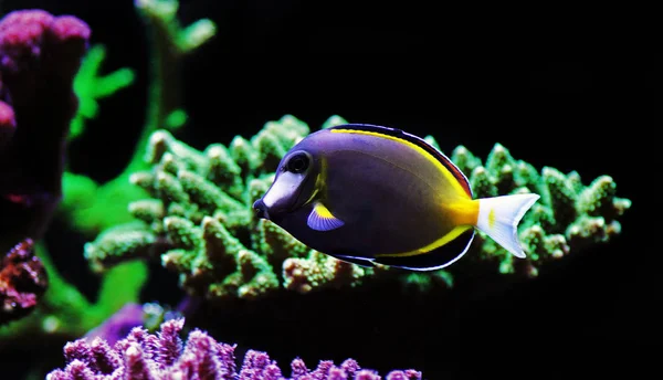 茶色の粉唐 Acanthurus ミヤコグサ — ストック写真