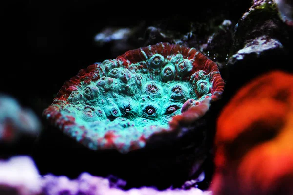 Lps Coral Pectiniidae — стокове фото