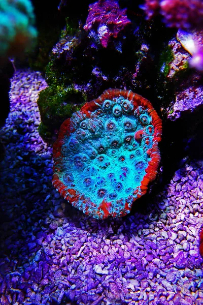 stock image Living Lava chalice LPS coral - Pectiniidae sp.