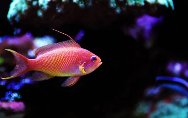 Lyretail Anthias Korall Fisk Pseudanthias Squamipinnis — Stockfoto