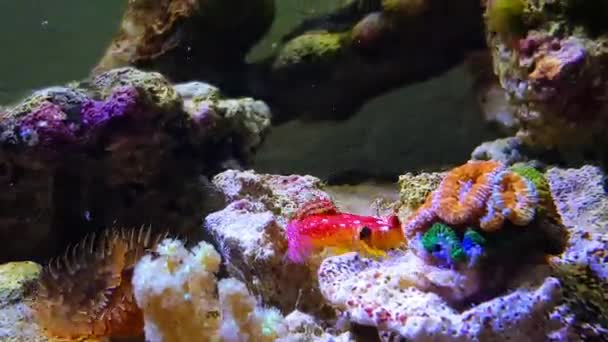 4K水族館でのルビーレッドドラゴンフィッシュのビデオ — ストック動画