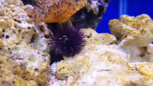 Mor Deniz Kestanesinin Videosu — Stok video