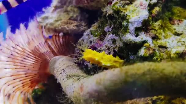 Timelapse Wideo Żółty Mały Ogórek Morski Colochirus Robustus — Wideo stockowe