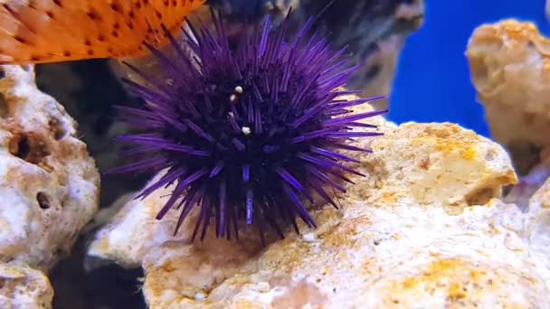 Video Purple Sea Urchin — Stock Video