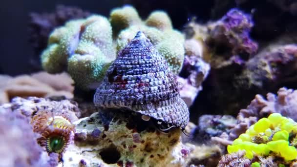 Video Saltwater Trochus Snail Invertebrate Sea Creature — Vídeos de Stock