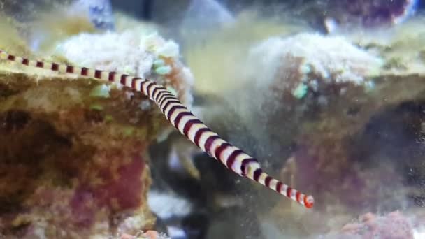 Video Van Banded Pipefish Rif Aquarium Tank Doryrhamphus Dactyliophorus — Stockvideo