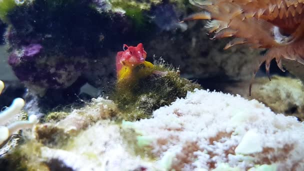 Βίντεο Από Ruby Red Dragonet Ψάρια Στο Ενυδρείο — Αρχείο Βίντεο