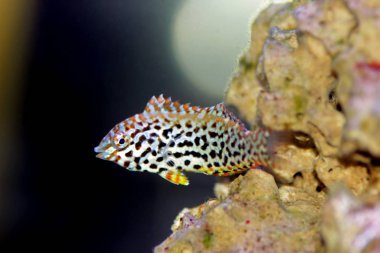 Dişi siyah benekli leopar Wrasse - (Makrofaryngodon meleagris)