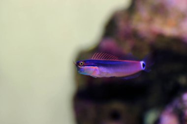 Kuyruk Noktası Blenny - (Ecsenius stigmatura) 