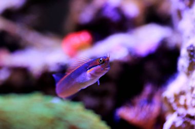 Kuyruk Noktası Blenny - (Ecsenius stigmatura) 