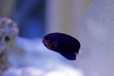 Cüce Sarı Kuyruklu Cüce Melek Balığı - (Centropyge flavicauda)