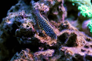 Dişi siyah benekli leopar Wrasse - (Makrofaryngodon meleagris)