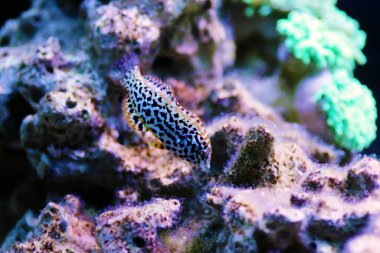 Dişi siyah benekli leopar Wrasse - (Makrofaryngodon meleagris)