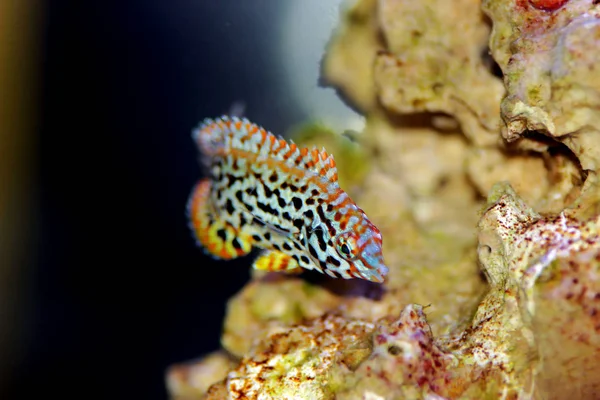 Kvinnlig Svart Fläckig Leopard Wrasse Makrofaryngodon Meleagris — Stockfoto