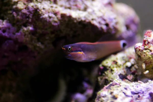 Coda Spot Blenny Ecsenius Stigmatura — Foto Stock