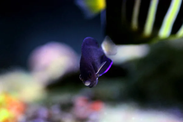 Pygmy เหล องหางแคระ Angelfish กลาง Flavicauda — ภาพถ่ายสต็อก