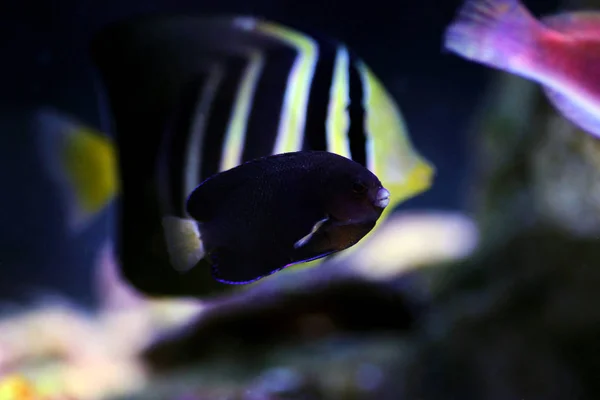 Codino Nano Pigmeo Angelfish Centropyge Flavicauda — Foto Stock