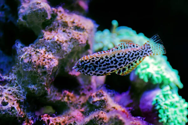 Female Black Spotted Leopard Wrasse Macropharyngodon Meleagris — 스톡 사진