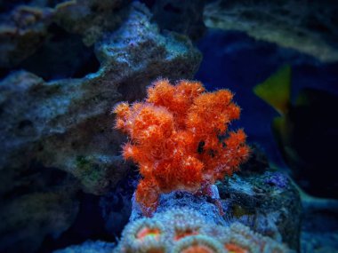 Orange Flower Tree Coral - Scleronephthya spp. clipart