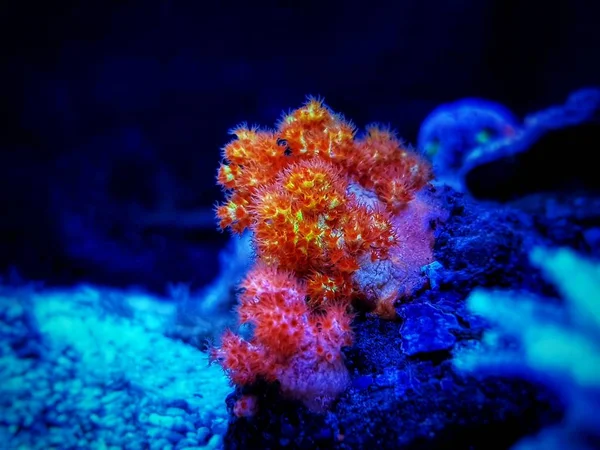 Orange Flower Tree Coral Scleronephthya Spp — Stock Photo, Image