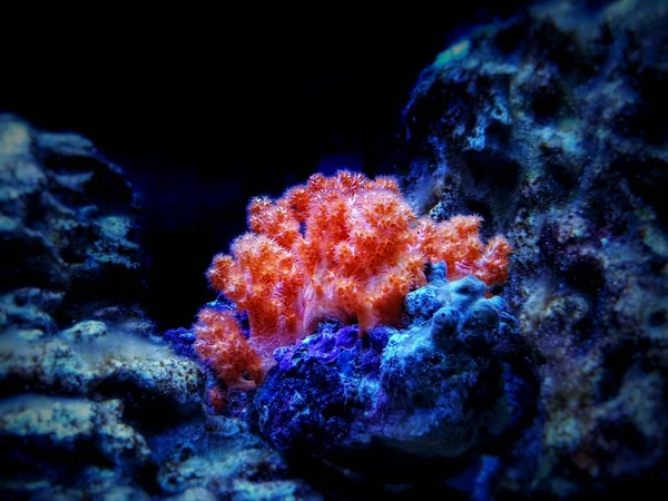 Orangenblütenbaum Koralle Skleronephthya Spp — Stockfoto