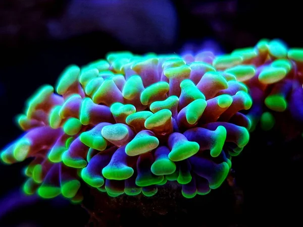 Green Toxic Euphyllia Torch Lps Coral Euphyllia Grabrescens —  Fotos de Stock