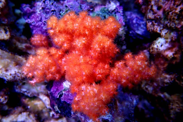 Flor Laranja Coral Scleronephthya Spp — Fotografia de Stock