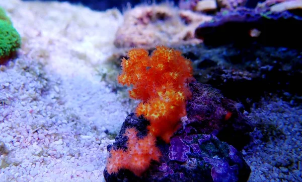 Orangenblütenbaum Koralle Skleronephthya Spp — Stockfoto