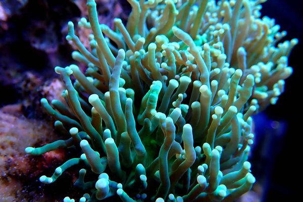 Green Toxic Euphyllia Torch LPS Coral - Euphyllia Grabrescens 