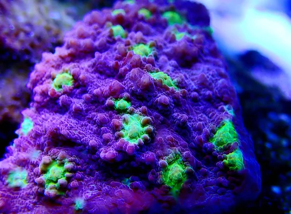 Hollywood Stunner Chalice Stony Coral Macro Shot — Stock Photo, Image