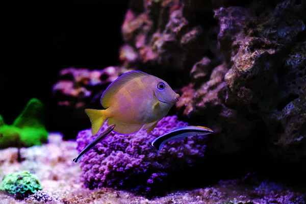 Deux Nettoyeurs Bluestreak Nettoient Les Parasites Blue Atlantic Tang — Photo